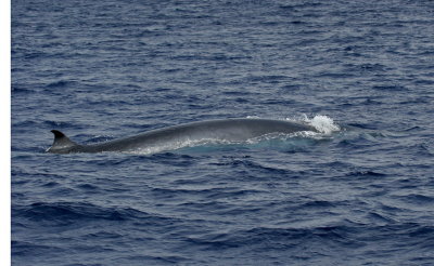 Brydes Whale (Balaenoptera edeni)