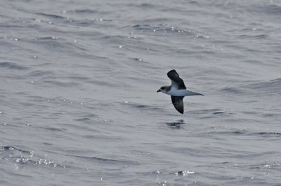 Fea's Petrel(Pterodroma feae deserta)