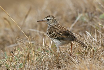 Berthelot's pipit (Anthus berthelotii madeirensis)