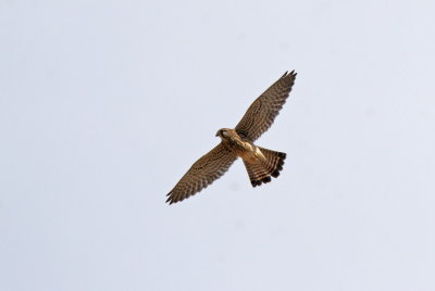 Kestrel ( Falco tinnunculus)