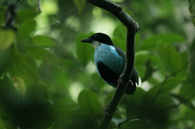 Azure Breasted Pitta