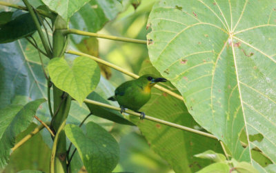 Yellow-Throated Leafbird