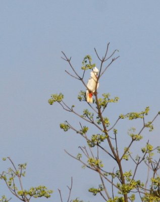 Philippine Cockatoo