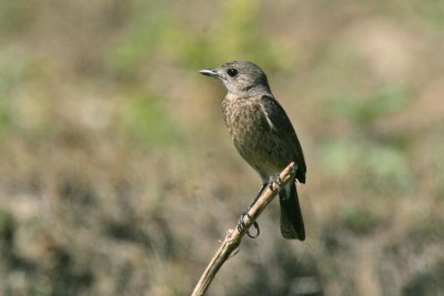 Pied Bushchat female