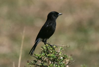 Pied Bushchat male