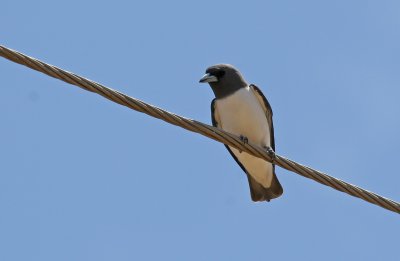 White-breasted Wood-swallow