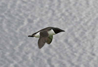 Brunnich Guillemot