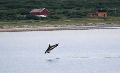 Atlantic White-sided Dolphin