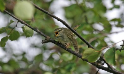 Arctic Warbler