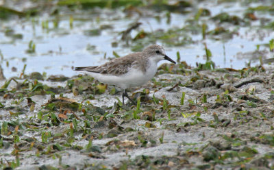 Red-necked Stint