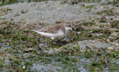 Red-necked Stint