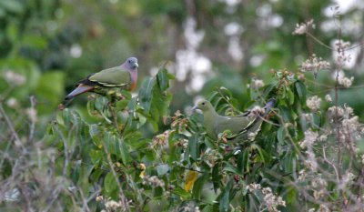 Pink-necked Green Pigeon