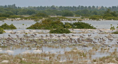 Shorebirds at Olango-high tide.