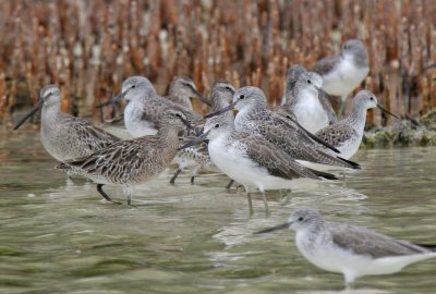 Shorebirds at Olango-high tide.