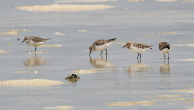 Red-necked Stints
