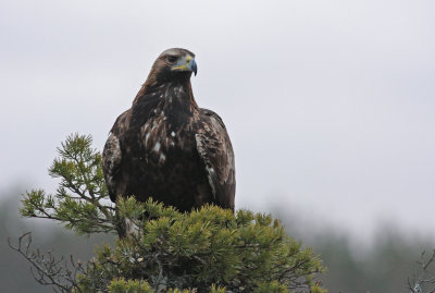 Golden Eagle