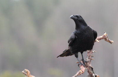 Eagles in Sweden