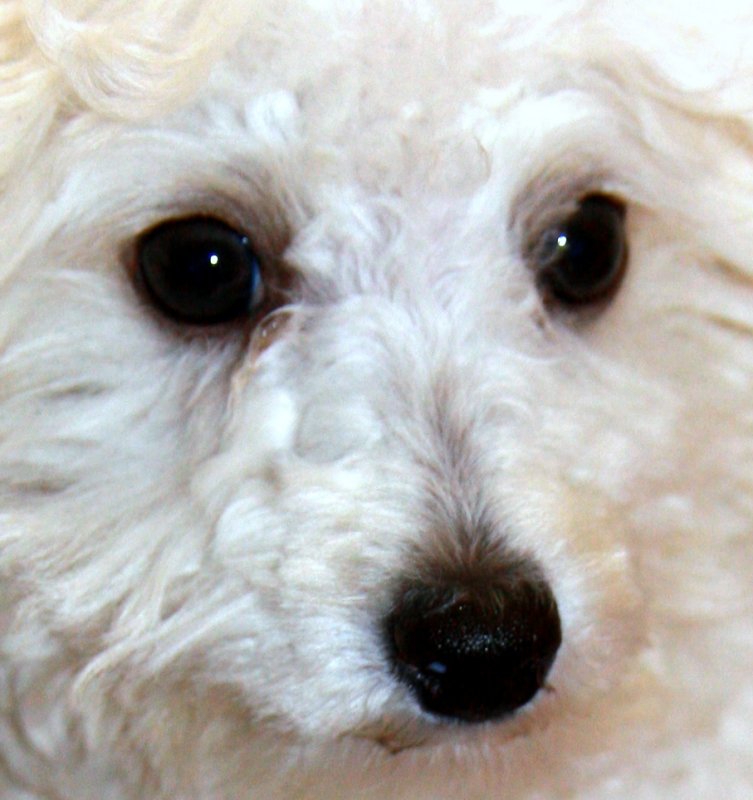 Mans best friend.jpg
