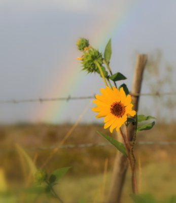 Sunflower Texas.jpg