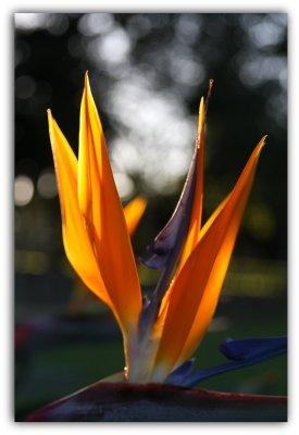 Bird of paradise 4.jpg