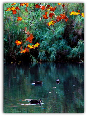 On the pond 10.jpg
