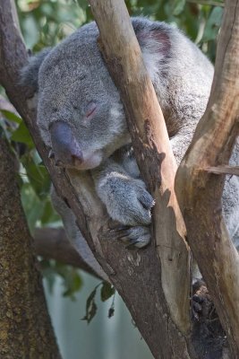 Koala doing what they do best