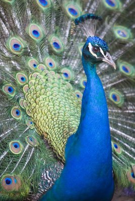 Peacock at the Lone Pine Koala sanctuary