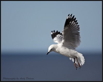 Gull on foreshore walkway IMG_5439.jpg