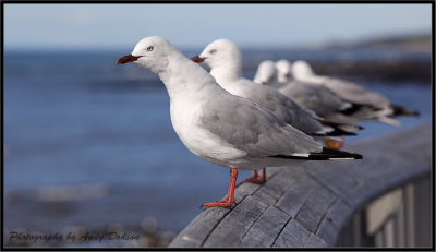 Gulls on foreshore walkway IMG_5461.jpg