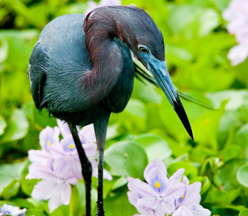 Little Blue Heron