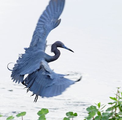 Little Blue Heron Landing.jpg