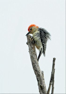 red bellied woodpecker