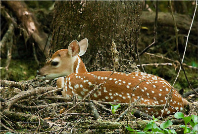 Fawn