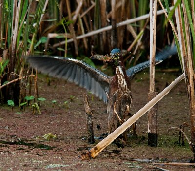 Green Heron Attack.jpg