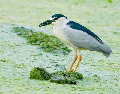 Black Crowned Night Heron