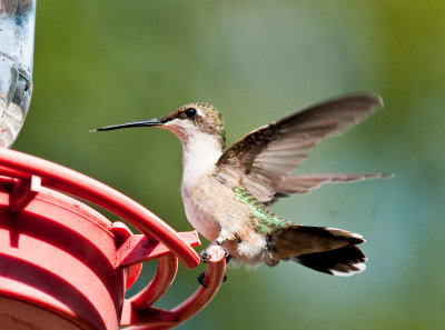 Banded Hummingbird