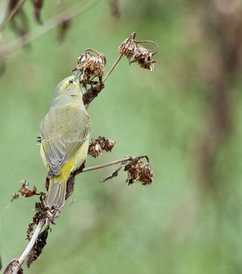 Orange Crowned Warbler.jpg