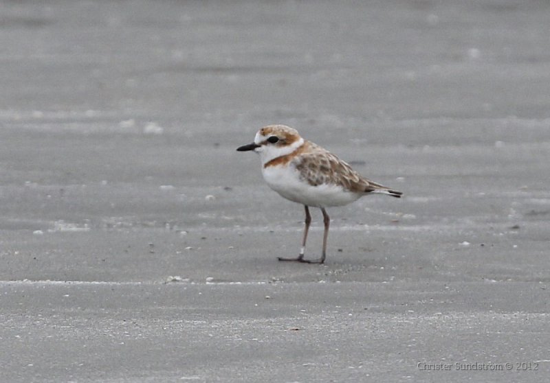 Malaysian Plover