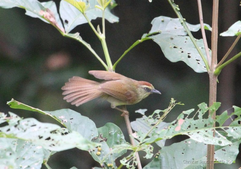 Pin-striped Tit Babbler connectens