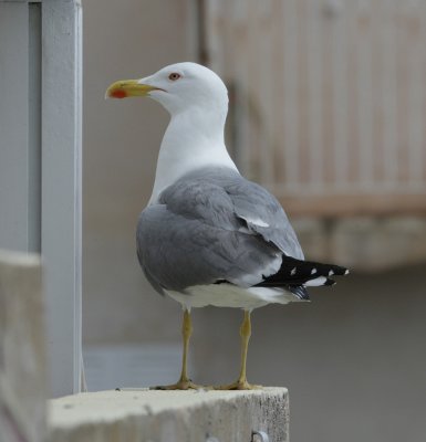 Medelhavstrut