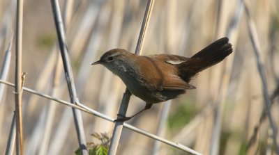 Cettia bush warblers and allies