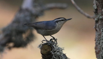 Corsican Nuthatch