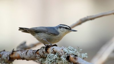 Korsikansk ntvcka