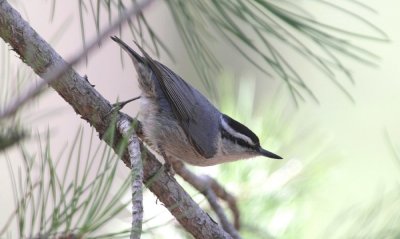 Birds in France