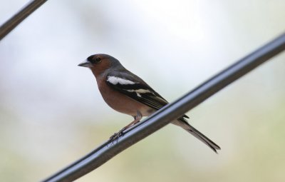 Common Chaffinch