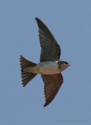 Sand Martin