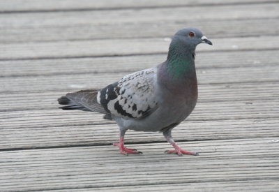 Rock Pigeon livia livia