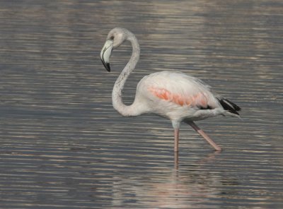 Strre flamingo