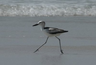 Crab-plover