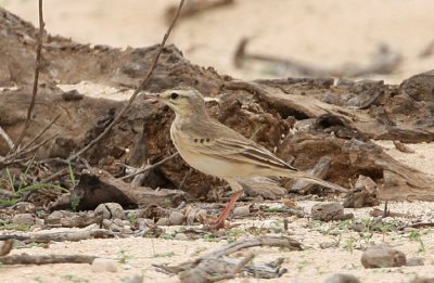 Tawny Pipit